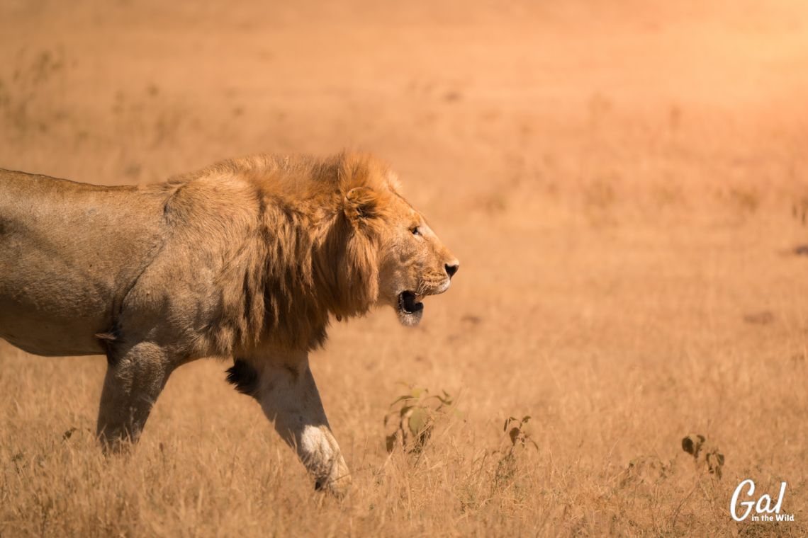 A beautiful ethical photo of a lion. 