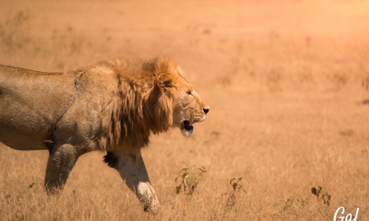 Behavior Before the Shutter: Ethical Wildlife Photography