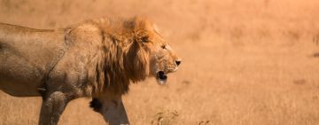 Behavior Before the Shutter: Ethical Wildlife Photography