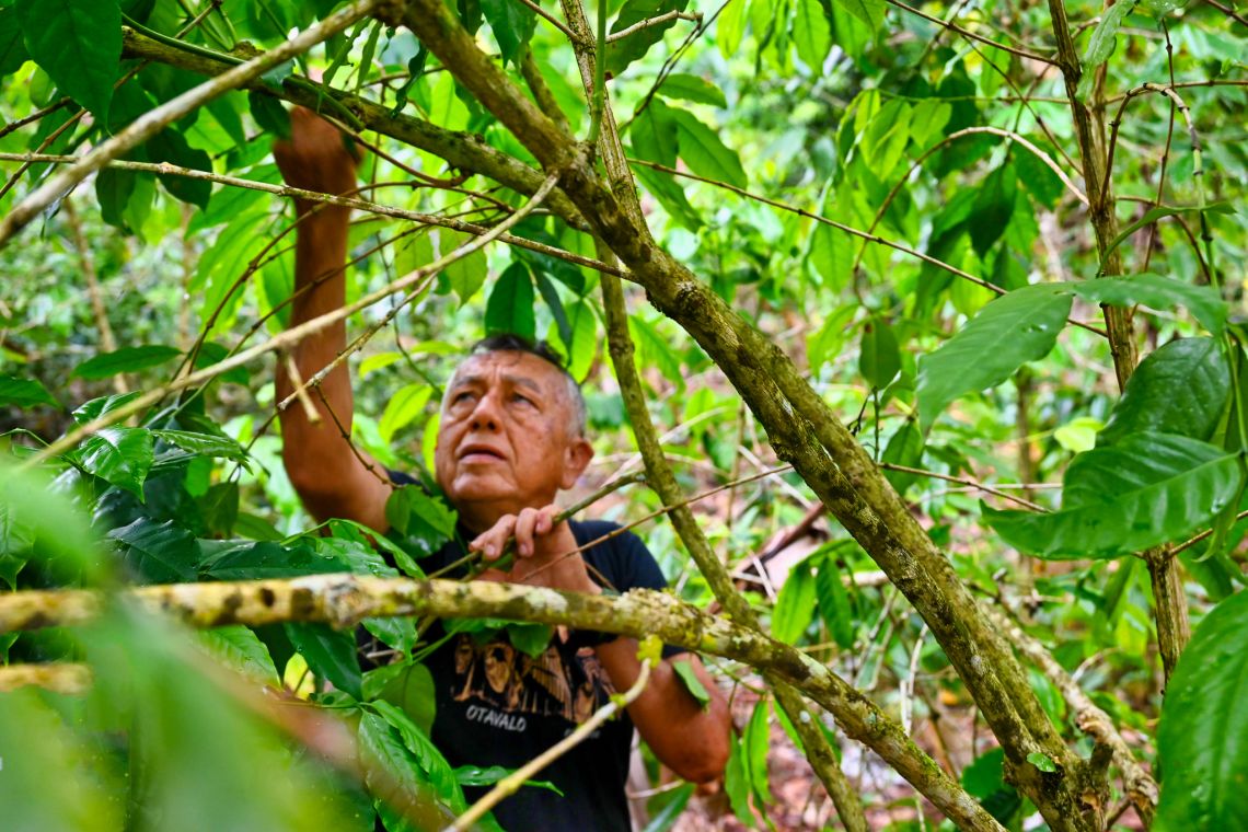 Don Lincoln Moscoso, owner of Las Merceditas coffee farm, tending to his plants