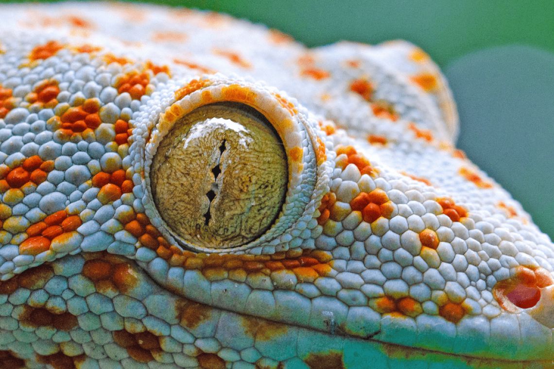 Tokay Gecko: ‘To-Kayy’ – The Call That Changed The Day.