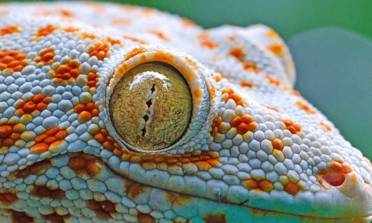 Tokay Gecko: ‘To-Kayy’ – The Call That Changed The Day.