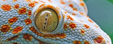 Tokay Gecko: ‘To-Kayy’ – The Call That Changed The Day.