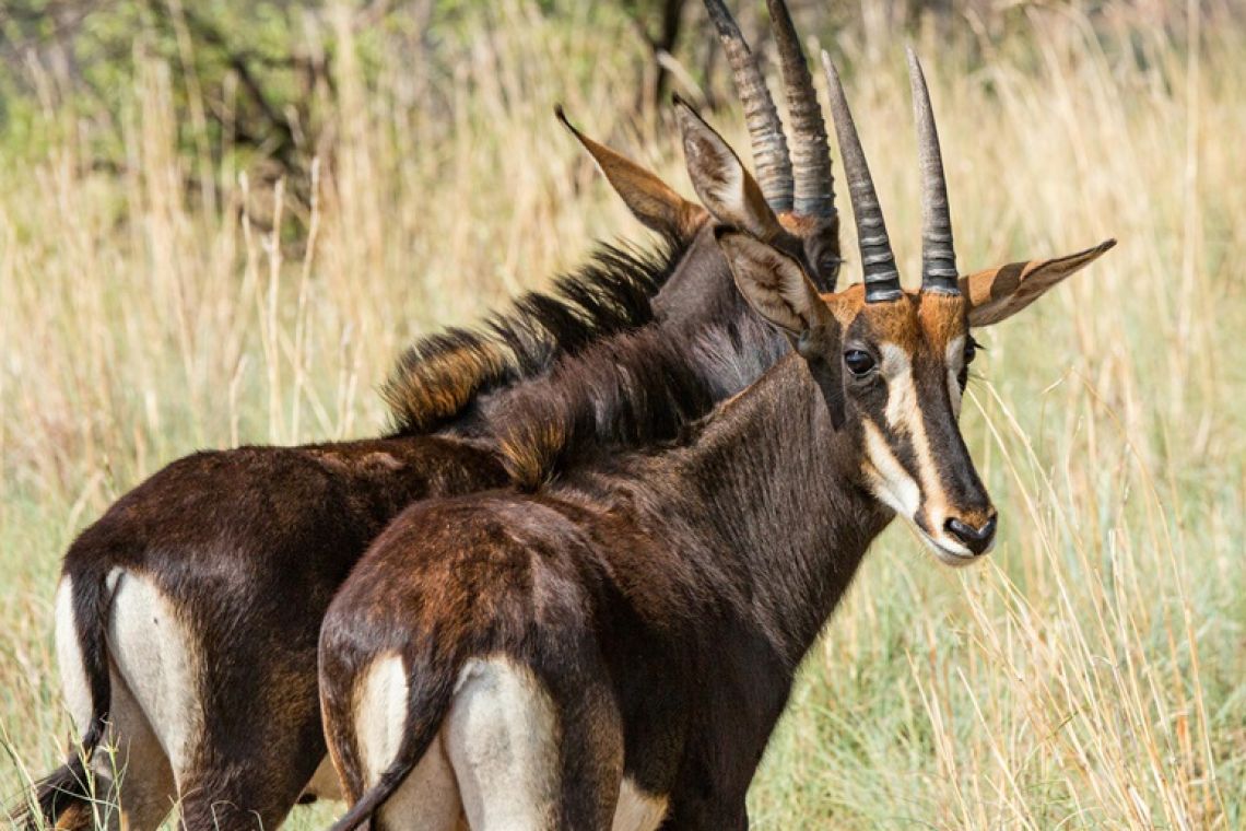 South African Sable