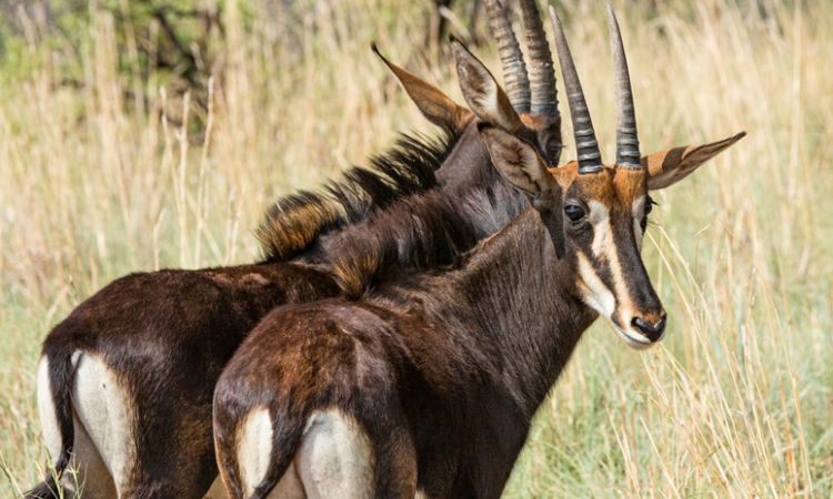 Famous Comeback or Ecological Quandary: Bluebuck Revival Sparks Questions around Species Conservation