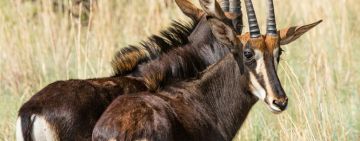 Famous Comeback or Ecological Quandary: Bluebuck Revival Sparks Questions around Species Conservation