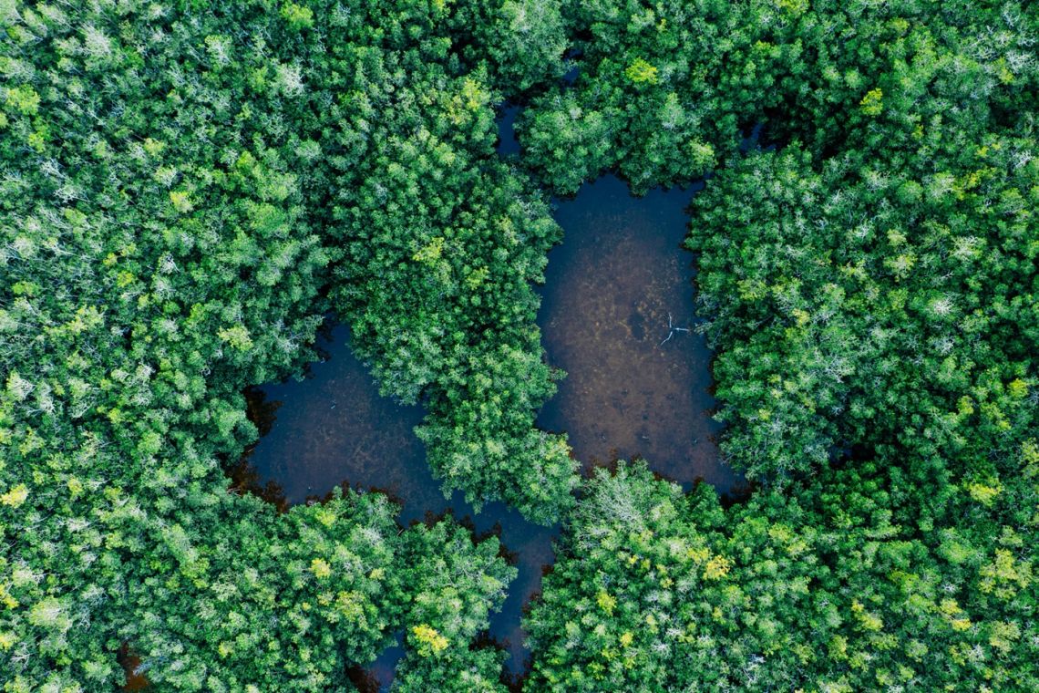 Top view biodiversity forest 