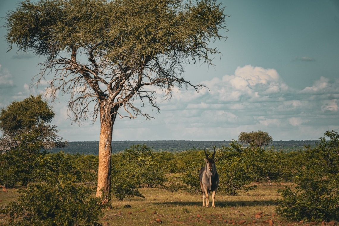A lone herbivore in a field