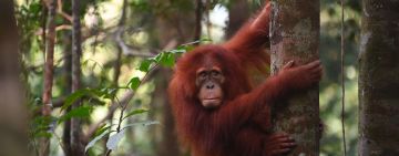 Inside the Brand New Jungle School Transforming Orangutan Conservation in North Sumatra   