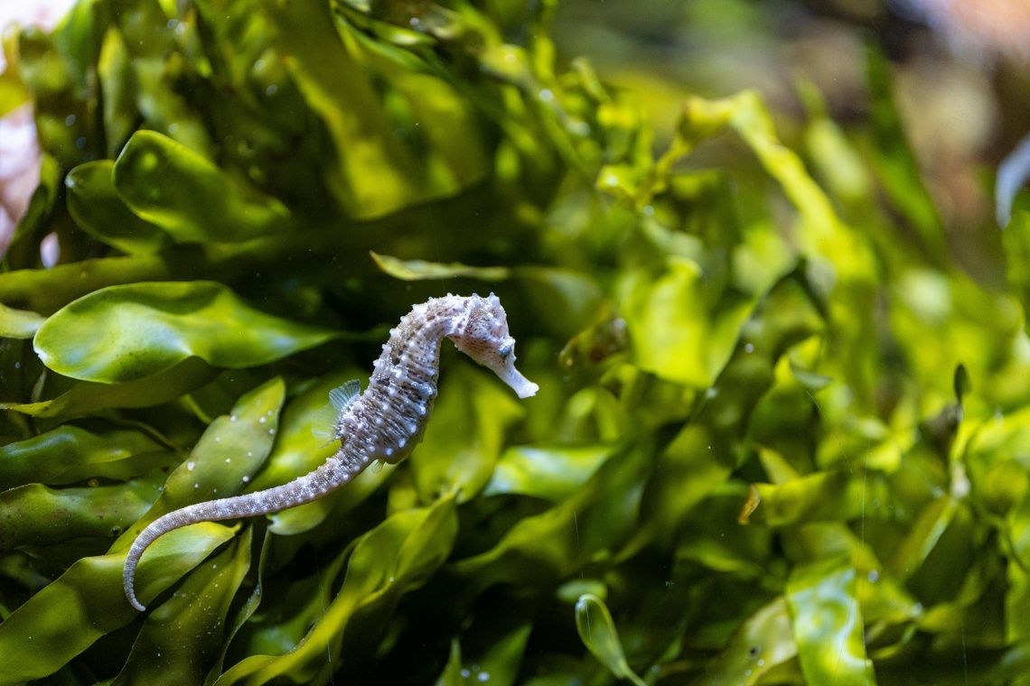 A seahorse in the ocean
