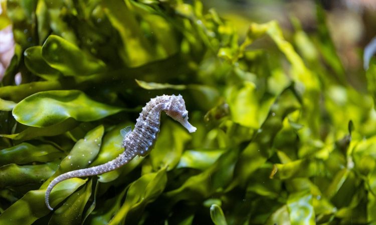 Rising with the Tides - Oceans in focus for South African National Environment Month - Part 2