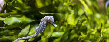 Rising with the Tides - Oceans in focus for South African National Environment Month - Part 2