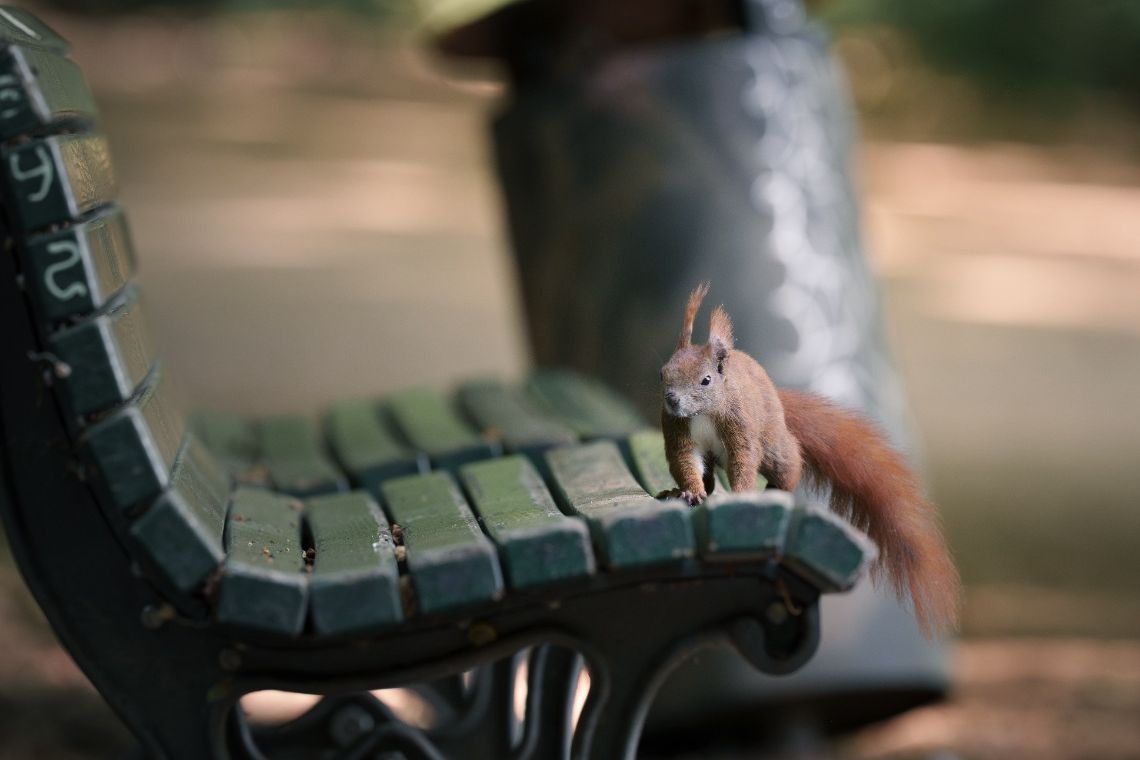 The Little Red Tenant: How a Berlin Squirrel Makes a Living Among Us