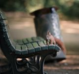 The Little Red Tenant: How a Berlin Squirrel Makes a Living Among Us