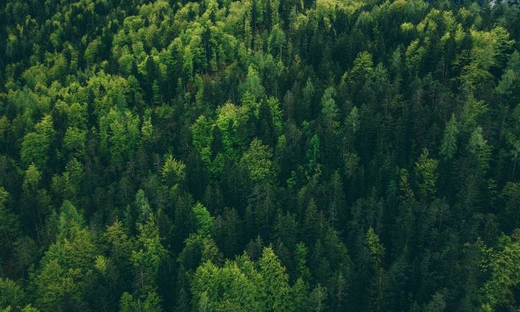 How Sustainable Forestry Cuts Trees While Protecting Habitats