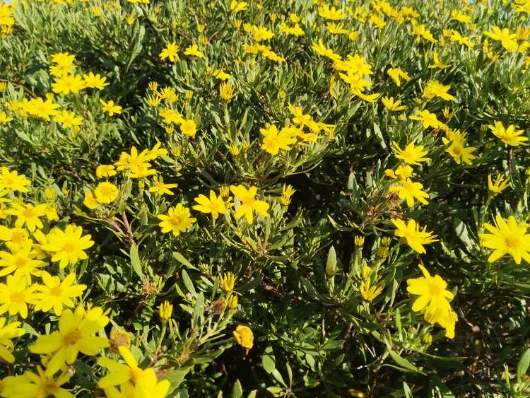 South African Fynbos with a beautiful shade of green.