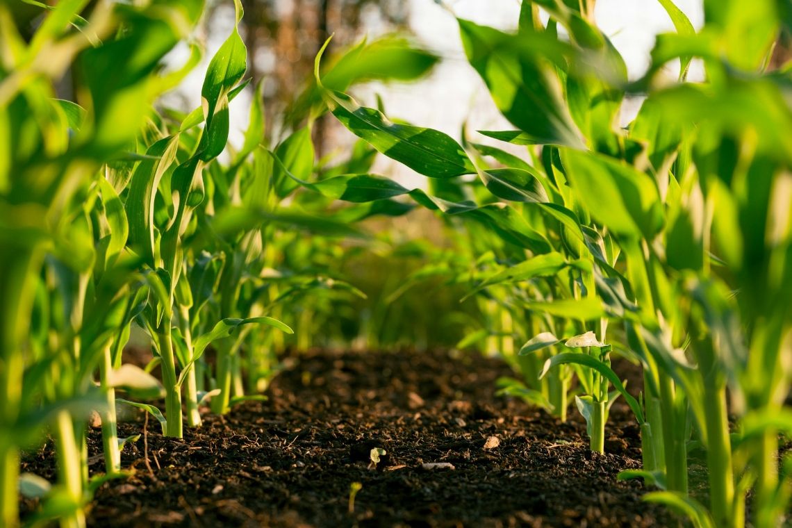 Crop plants growing on a farm in soil
