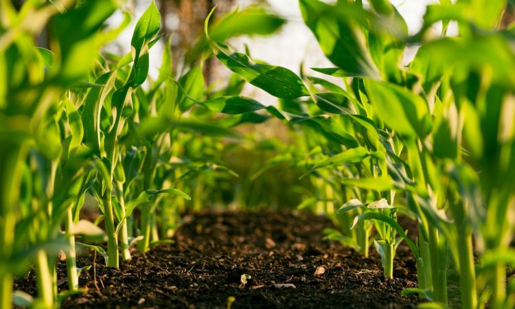 Sustainable Farming Practices That Protect Biodiversity
