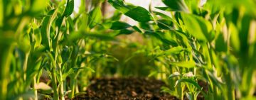 Sustainable Farming Practices That Protect Biodiversity