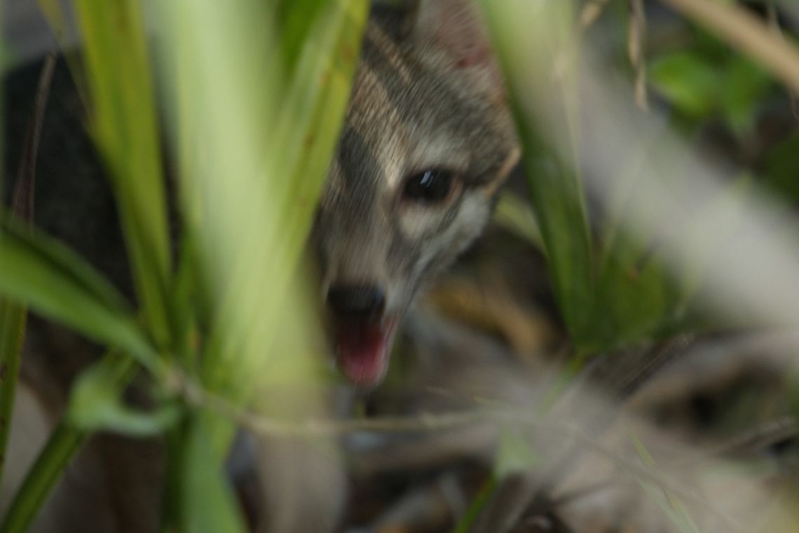 Cozumel's Fox First Image
