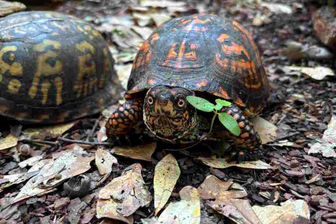 Front view of box turtle 