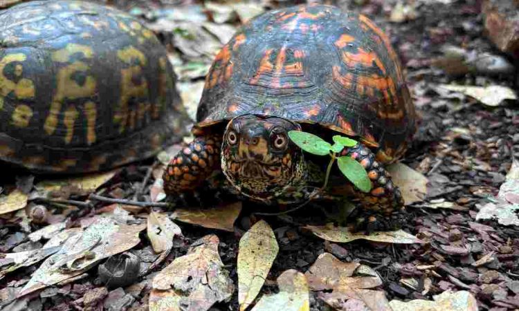 Reversing the Black Market Journey of the North American Box Turtles