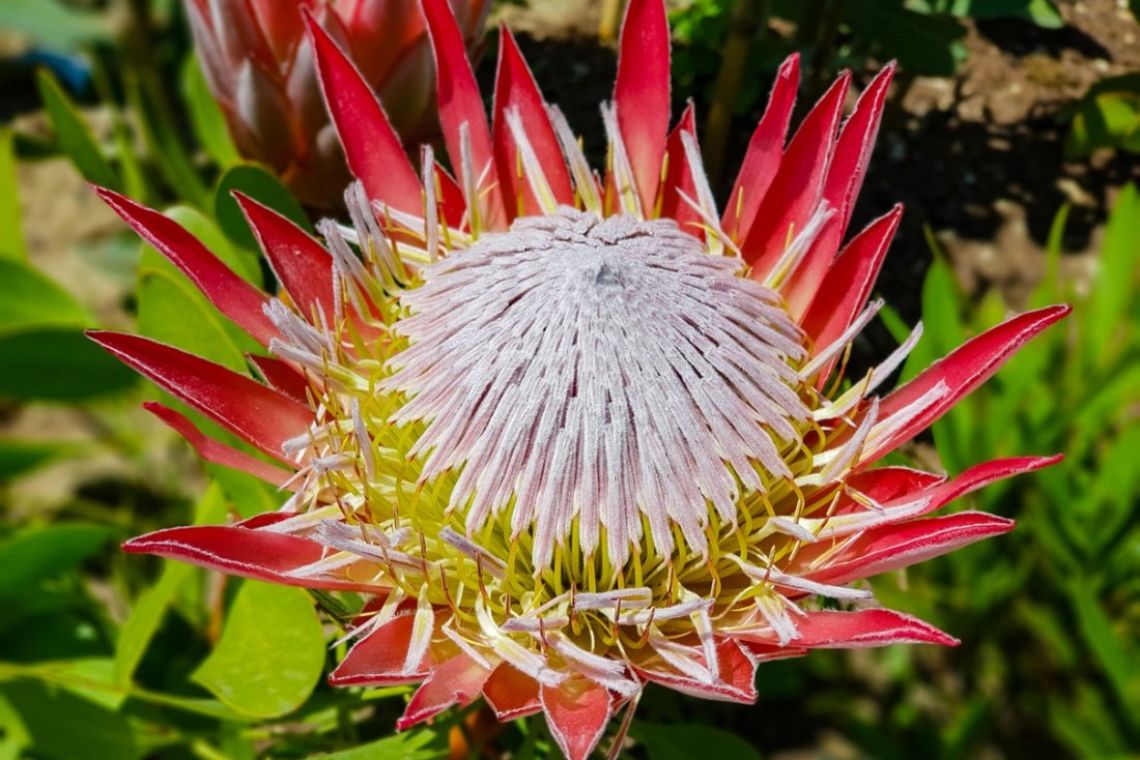 Cape Fynbos Flower Protea