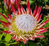The World's Richest Floral Kingdom Is Missing One Tiny Symbol