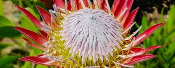 The World's Richest Floral Kingdom Is Missing One Tiny Symbol