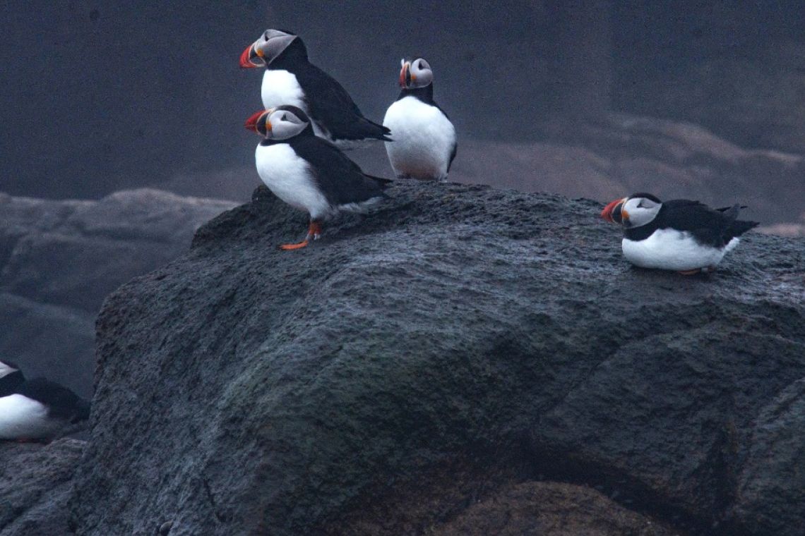 Another group of puffins on Petit Manan island - their colorful beaks are clearly visible