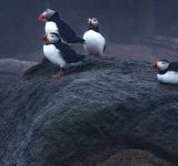 Decoys, Mirrors, Birdsong, and Pairs of Puffins: Bringing the Puffin Home to Maine