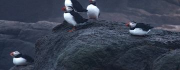 Decoys, Mirrors, Birdsong, and Pairs of Puffins: Bringing the Puffin Home to Maine