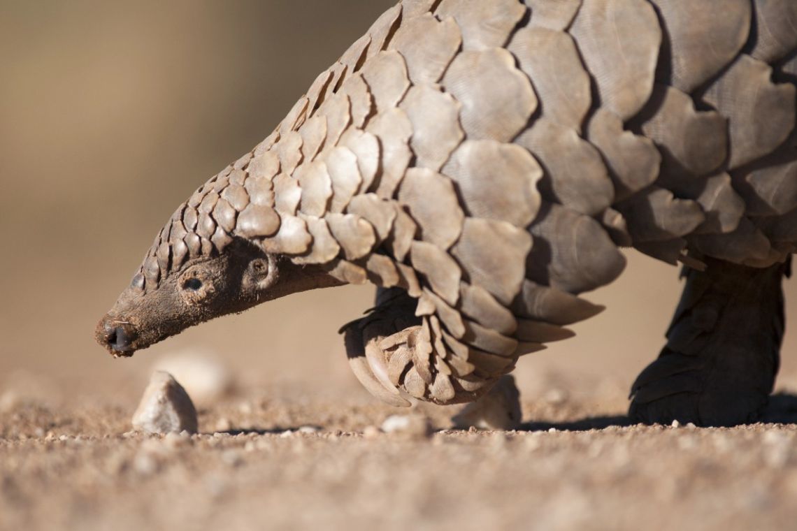 African Pangolin in desert 