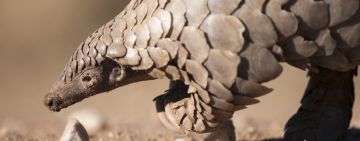 A Scaly Problem – What is driving the demand for pangolins?