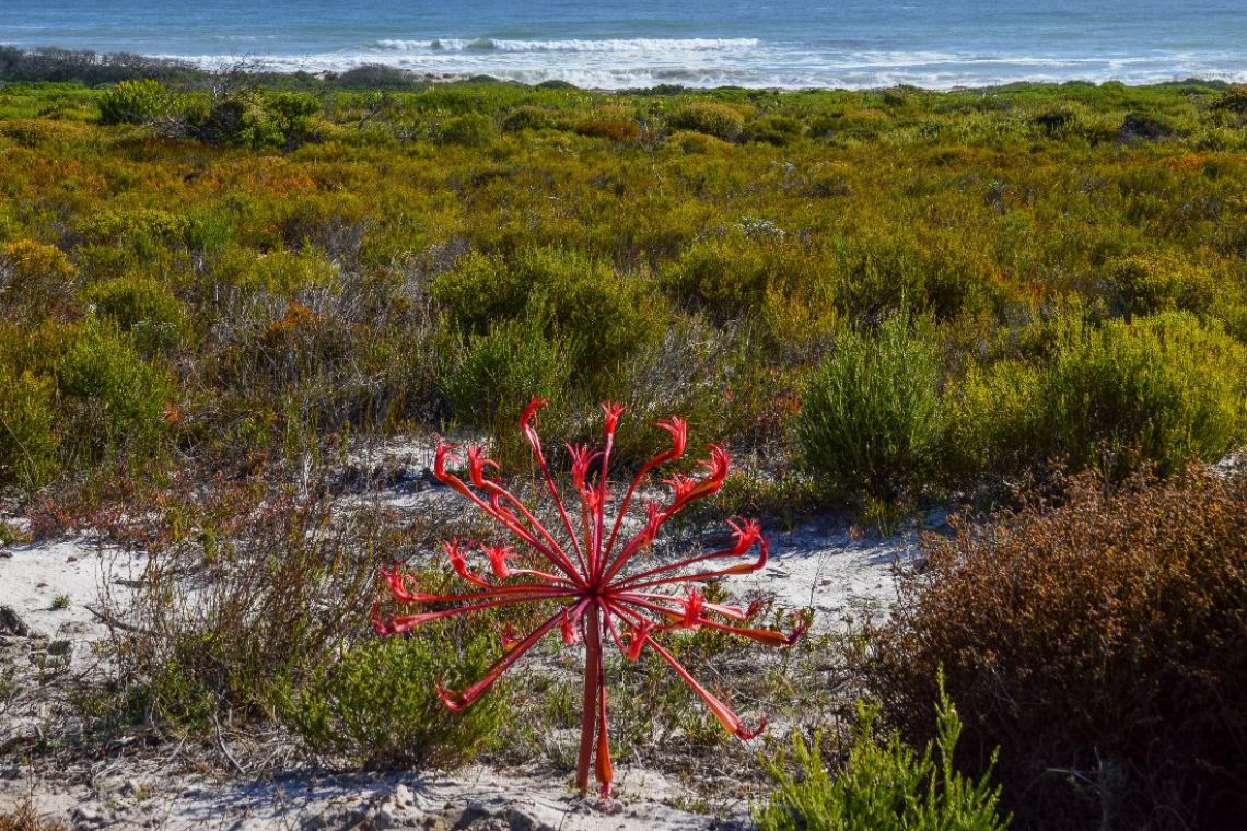 Brinsvigia orientalis flower in Southern Cape, South Africa