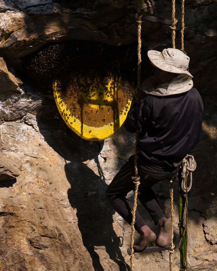 Honey hunting is done with the consideration of wildlife as well as understanding the long term impact. 