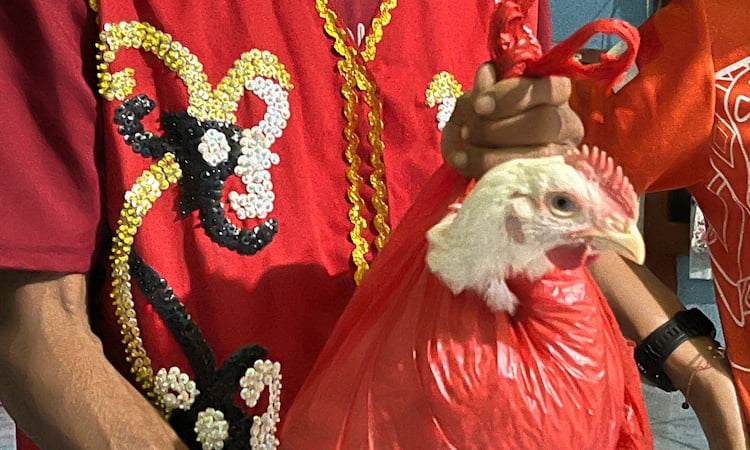 A chicken being prepared to be sacrificed