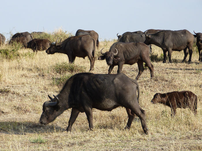 Cape Buffalo, image by Jean-Paul Boerekamps