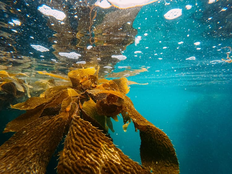 The corals beneath the sea which populate the oceans greenery.
