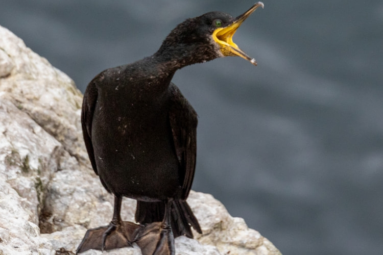 A cormorant calls from the cliffs of Ireland’s Eye. Once abundant along the coast, their future depends on clean waters and sustainable fish stocks now threatened by pollution and overfishing.