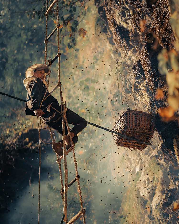 The art of honey hunting.