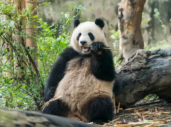giant panda consuming bamboo