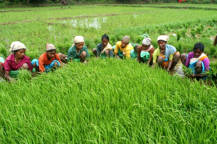 Indian Hard working Rice field workers 