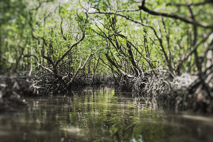 Intricate mangrove tree root system in India