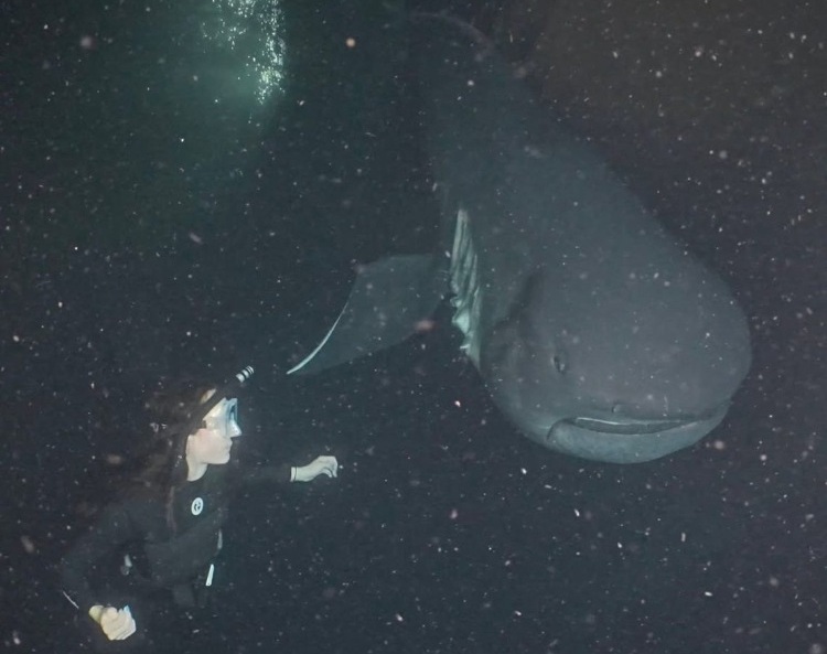 Bethany “Bee” Smith going diving and witnessing a megamouth shark up close.