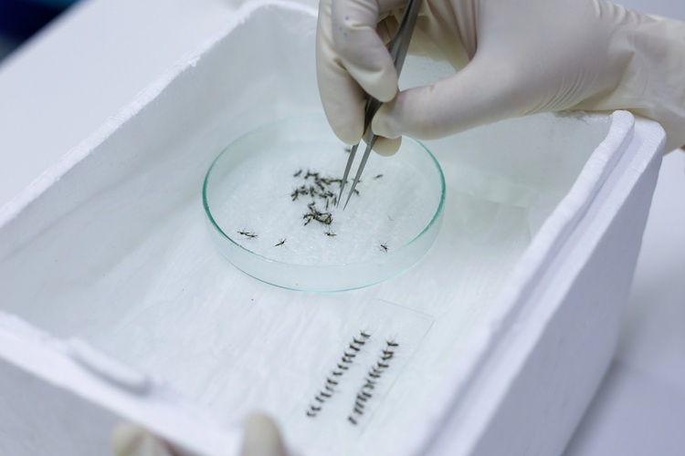A scientist conducting research on Mosquito larvae