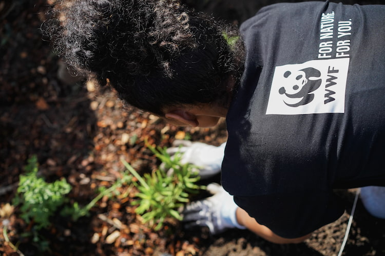 An individual placing plants on Greenday