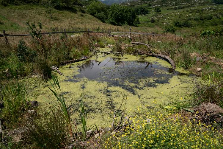 A pond with logs and aquatic plants.