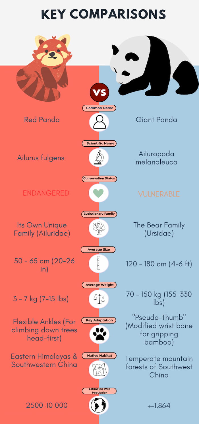key comparison between red and giant pandas
