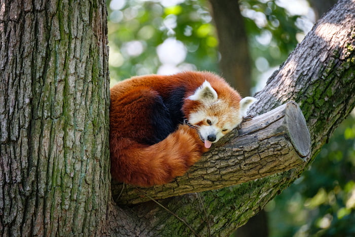 A red panda sitting on top of a tree resting.